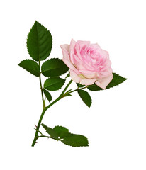 Pink rose flower and green leaves