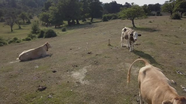 Vacas en el campo