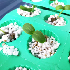 Melon seed sprout  in Hydroponic System.