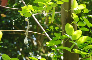 snake slough skin on butterfly pea tree in backyard garden