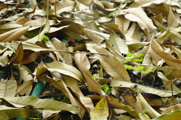 dry mango leaf falling on ground in backyard garden