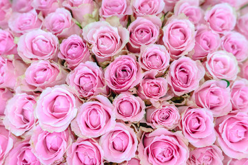 bunch of pink roses