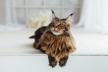 Maine Coon cat on white background - obrazy, fototapety, plakaty