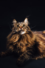 Maine Coon cat on black background