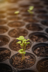 Seedling in the nursery