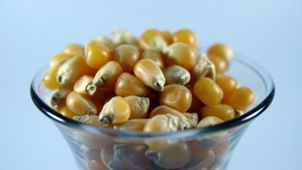 raw corn kernels 