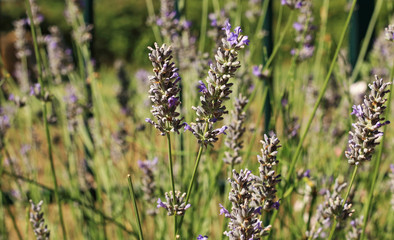 Lavender in the garden