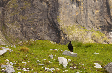Black alpine chough standing on the stone with a rock on bacground