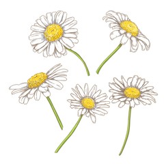 Fototapeta premium Hand drawn colorful sketch camomile set, vintage en and ink etching, isolated on white background. Floral engraving botanical illustration.