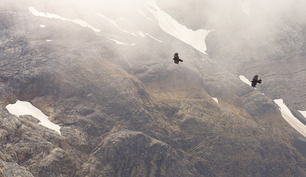 Two flying alpine choughs with a mountain landscape on bacground