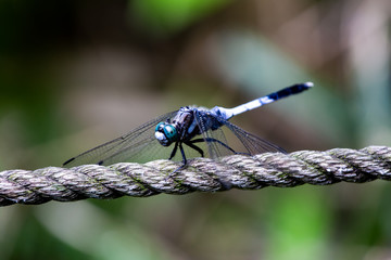 Japanese blue dragonfly on a rope fence 15