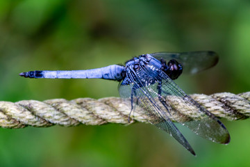 Japanese blue dragonfly on a rope fence close profile
