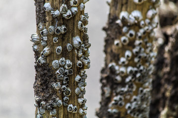 percebes en tronco