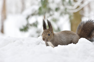雪の中のエゾリス