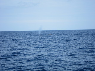 ホエールウオッチング（クジラ）