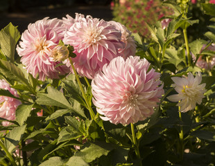 The dahlia (name, Verrone&lsquo;s DF) in the dahlia garden Baden Baden near the lichtentaler alley. Baden-Baden, Baden W&uuml;rttemberg, Germany
