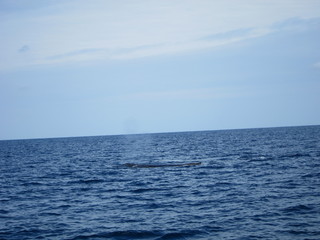 ホエールウオッチング（クジラ）