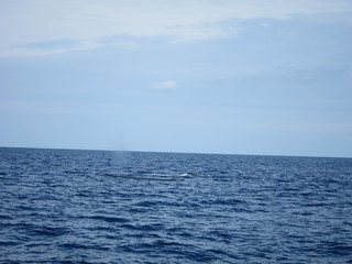 ホエールウオッチング（クジラ）