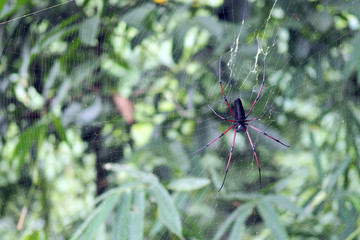 Spider on a web spider with a nature background.