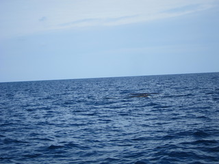 ホエールウオッチング（クジラ）