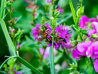 A Japanese honeybee feeds from a flower beside a river in central Kanagawa Prefecture, Japan
