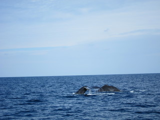 ホエールウオッチング（クジラ）