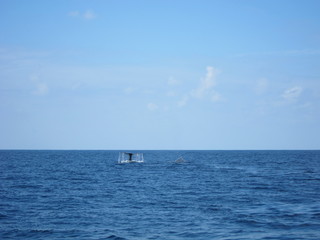 ホエールウオッチング（クジラ）