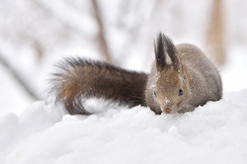 雪の中のエゾリス