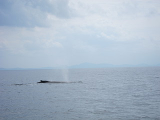 ホエールウオッチング（クジラ）