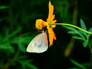 White cabbage butterfly on a golden cosmos flower
