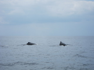 Fototapeta premium ホエールウオッチング（クジラ）