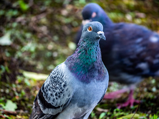Pigeon in the park 2