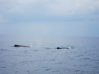 ホエールウオッチング（クジラ）