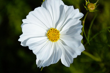 Weiße Blume groß