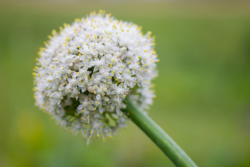 Closeup of an onion flower
