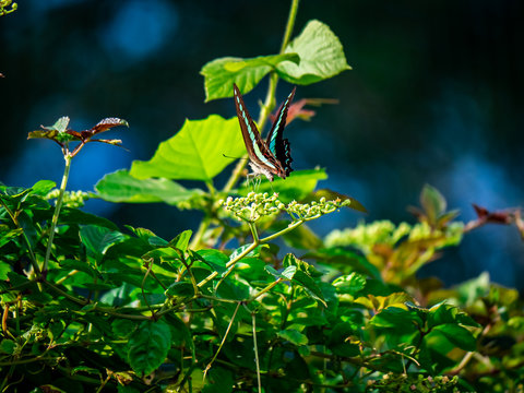 feeding bluebottle butterflies 3