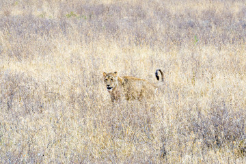 a lioness among the grass of the savannah in Serengeti National Park, Tanzania, Africa