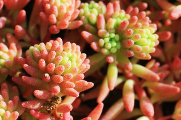 Sedum rubrotinctum plant. Macro photography. Decorative flowers.