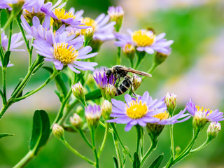 Japanese Honeybee feeding from wildflowers 1