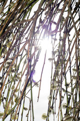 sunny willow tree in bloom