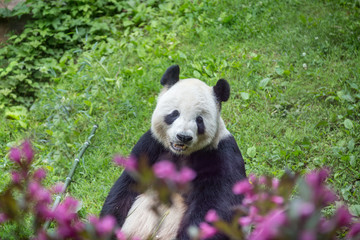 Obraz premium Panda Bear at the Zoo with Flowers and Bambo
