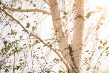 Birch leaves and branches in early spring on a white background