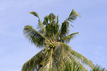 tall jungle palm tree top