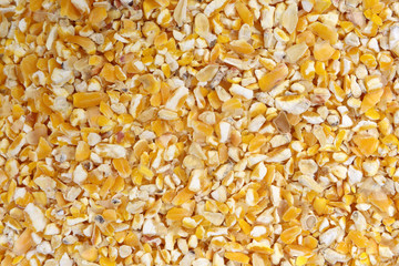corn party food for chickens