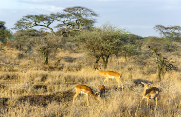 Landscape with impala antelope in Tarangire national park in Tanzania Africa. 