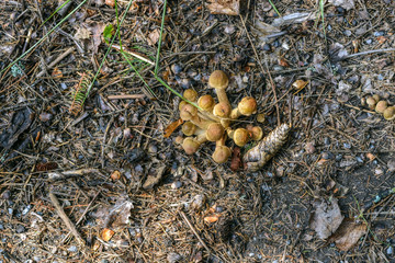 Mushrooms and pinecone.