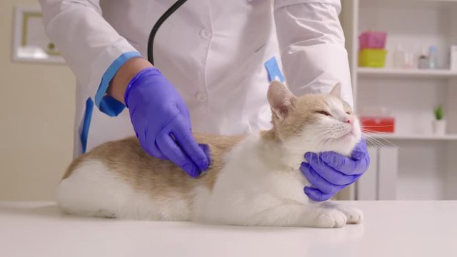 Veterinarian doctor examine cat health