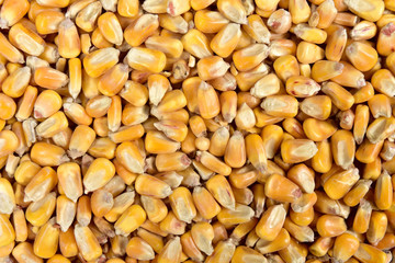 texture of corn