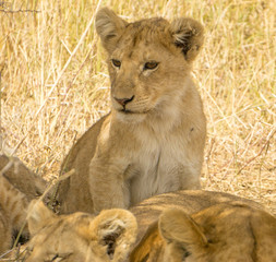 Lion cub in Serengeti National Park, Tanzania, Africa