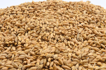 texture of barley,
